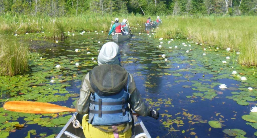 From the back of a canoe, a person sitting in front wears a life jacket and holds a paddle. The water around the boat is calm and filled with lily pads  In the distance, two additional canoes make their way through the water. 